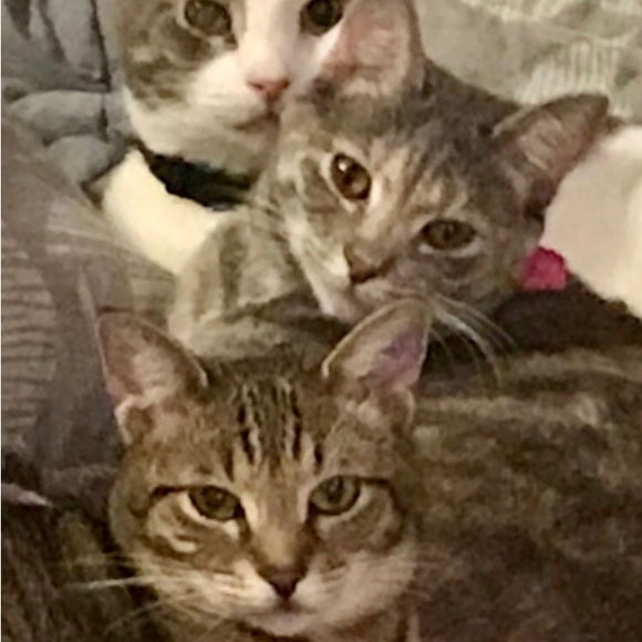 Meet your Posher, Suzie - Picture 8 of 16